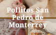logo Pollitos San Pedro de Monterrey